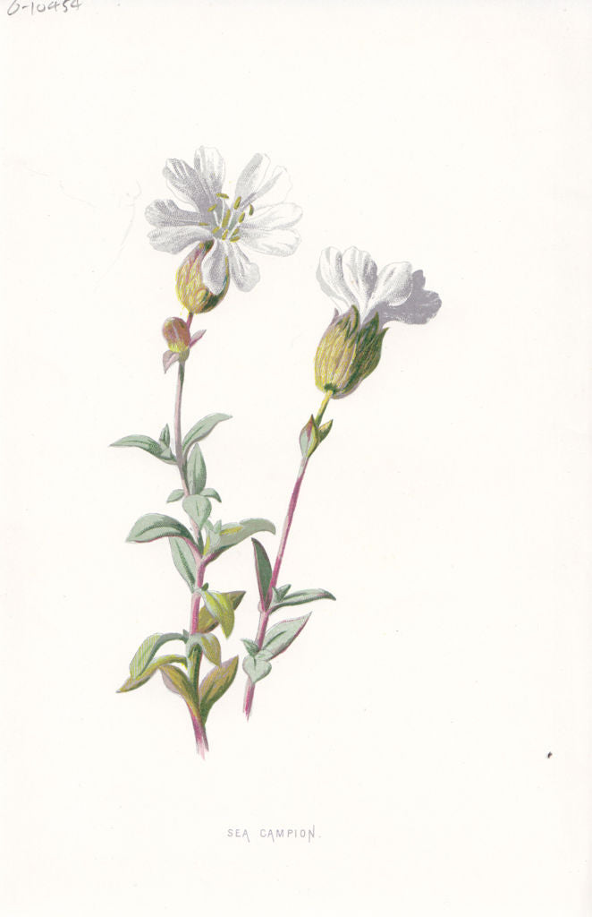 FLOWERS. Sea Campion c1895 old antique vintage print picture